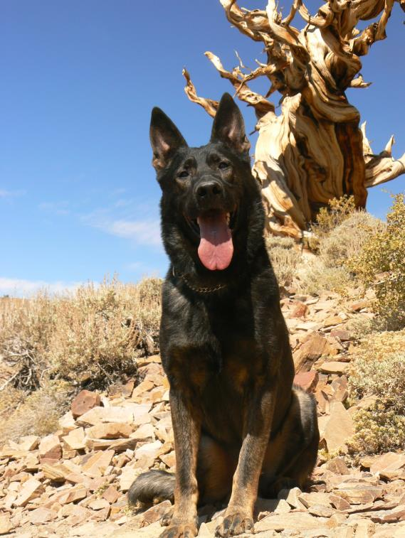 German Shepherd sitting beside a tree on a rocky hillside